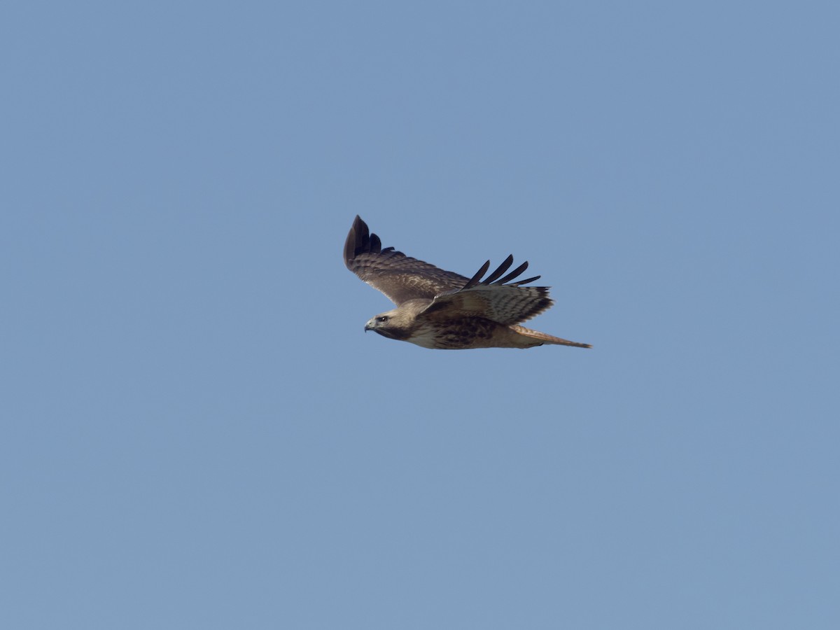 Red-tailed Hawk - ML618938542