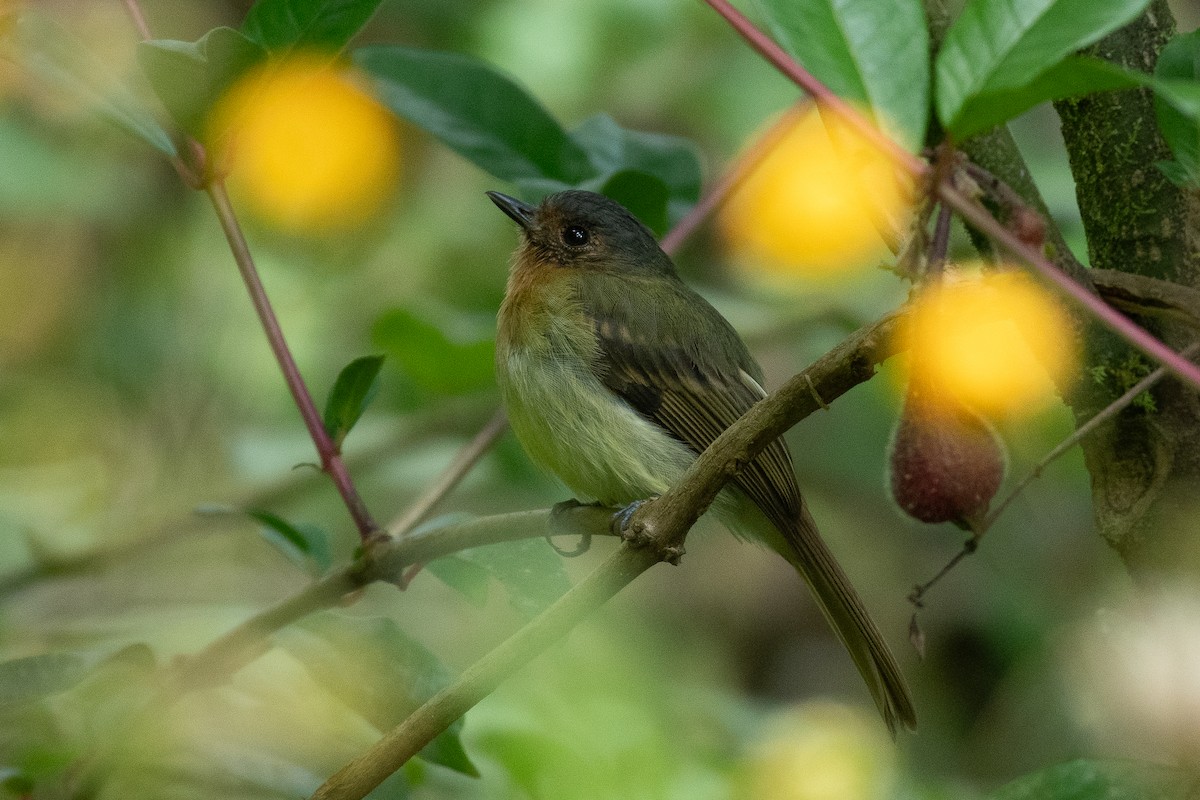 Rufous-breasted Flycatcher - ML618938552