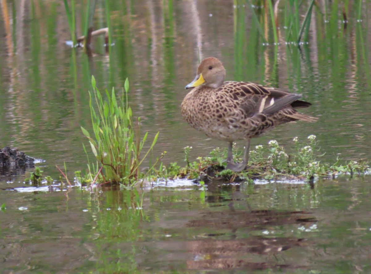 Yellow-billed Pintail (South American) - ML618938554