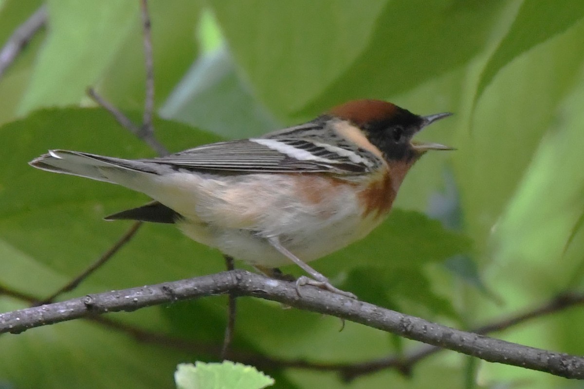 Bay-breasted Warbler - ML618938586