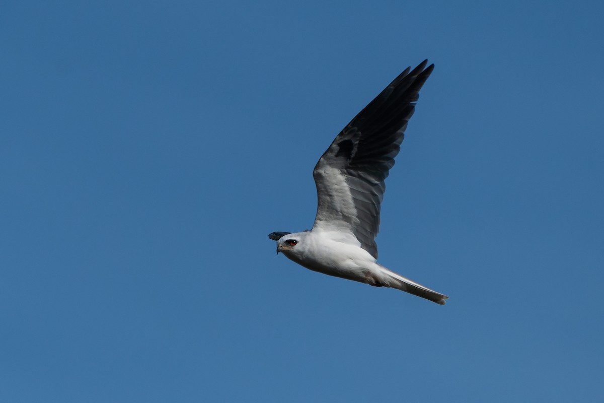 White-tailed Kite - Nicolas Mazzini