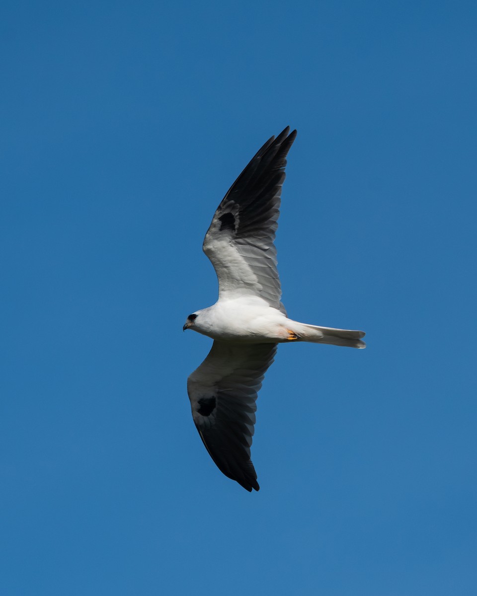 White-tailed Kite - Nicolas Mazzini