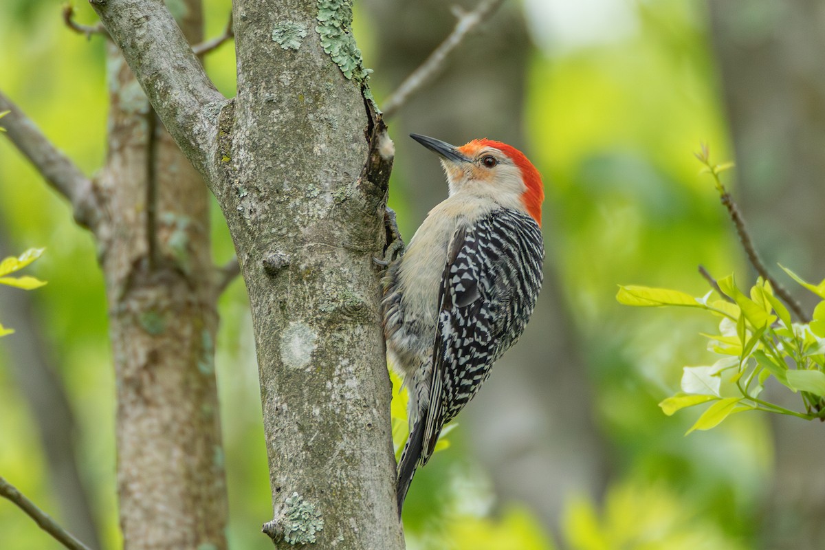 Red-bellied Woodpecker - ML618938618
