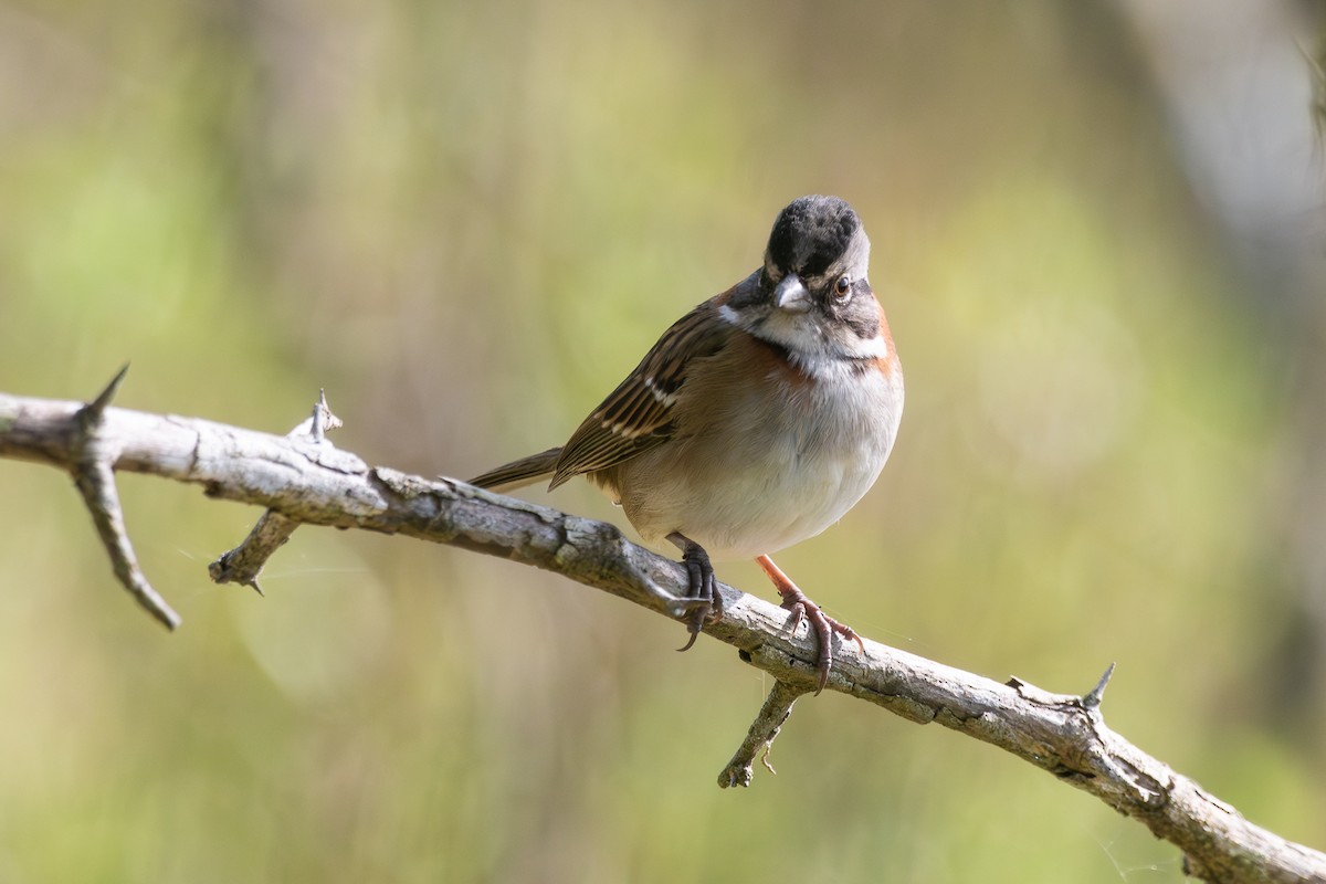 Rufous-collared Sparrow - Nicolas Mazzini