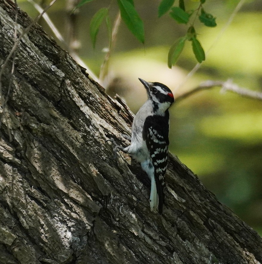 Downy Woodpecker - ML618938698