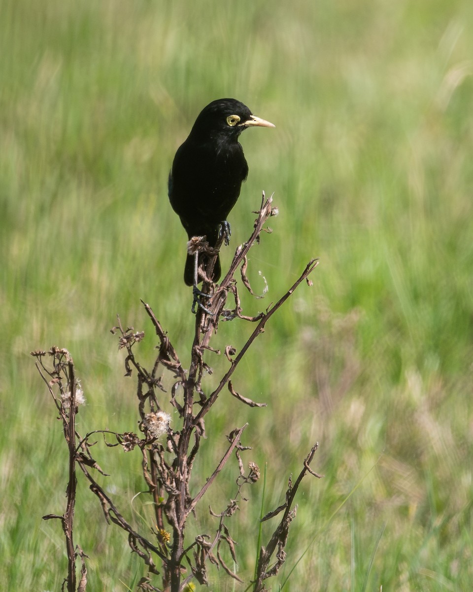 Spectacled Tyrant - ML618938704