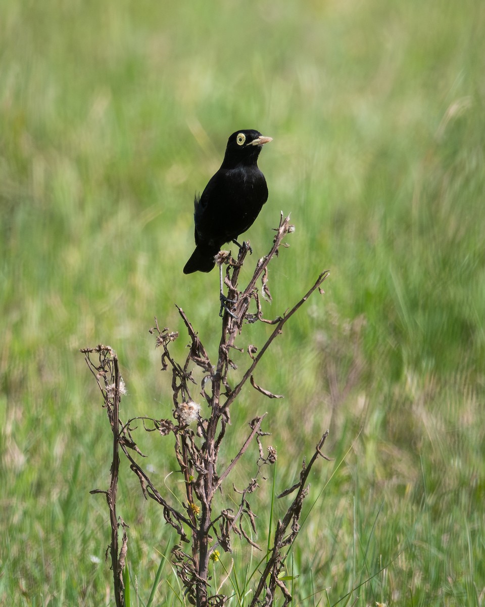 Spectacled Tyrant - ML618938705