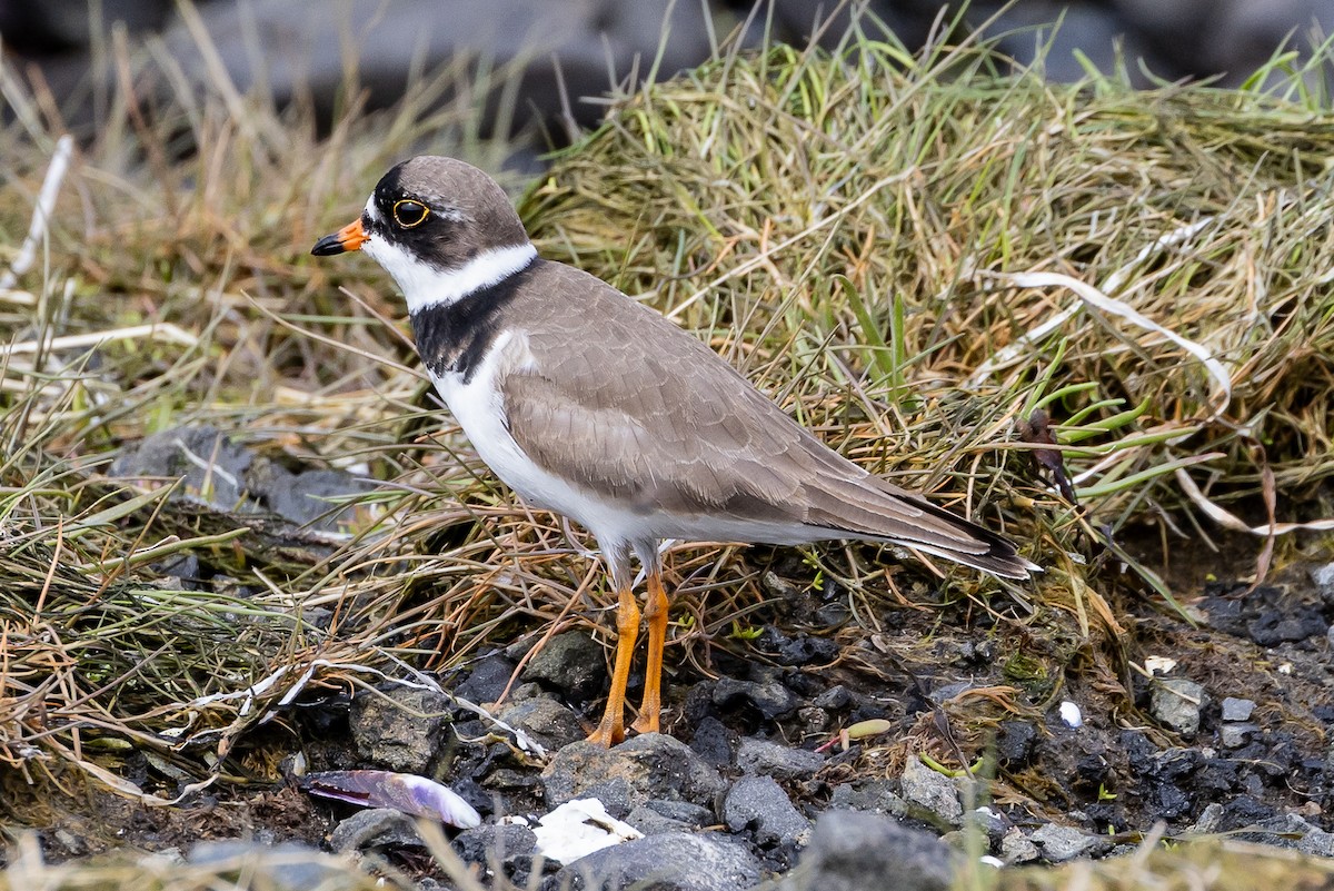 Semipalmated Plover - ML618938726