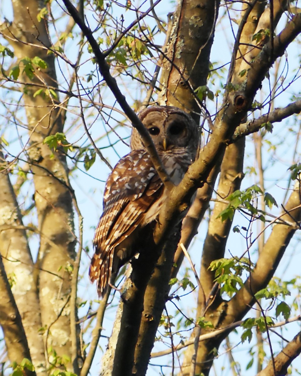 Barred Owl - ML618938744
