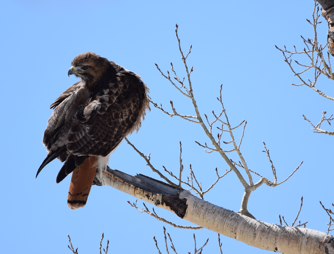 Red-tailed Hawk - ML618938745
