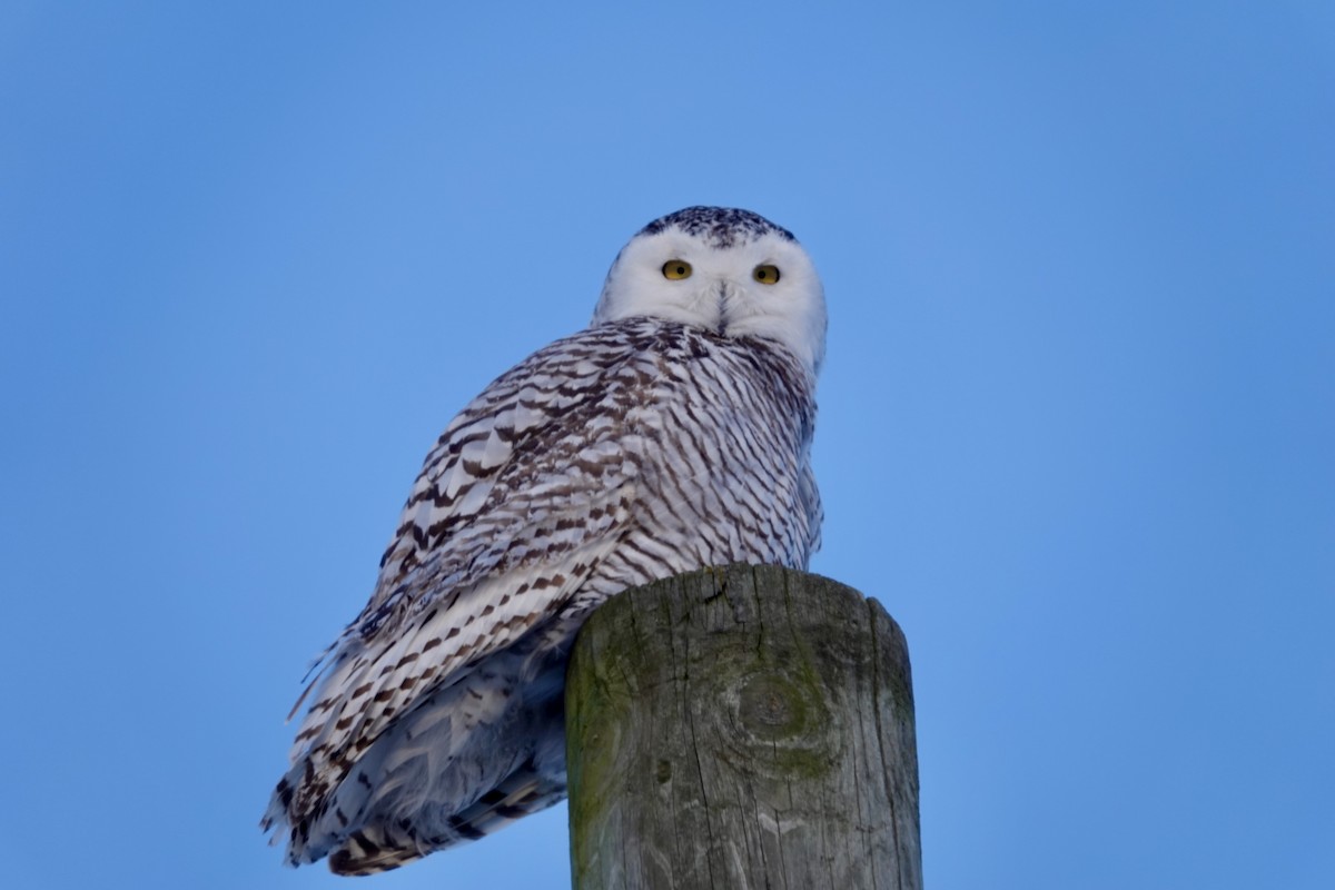 Snowy Owl - ML618938758