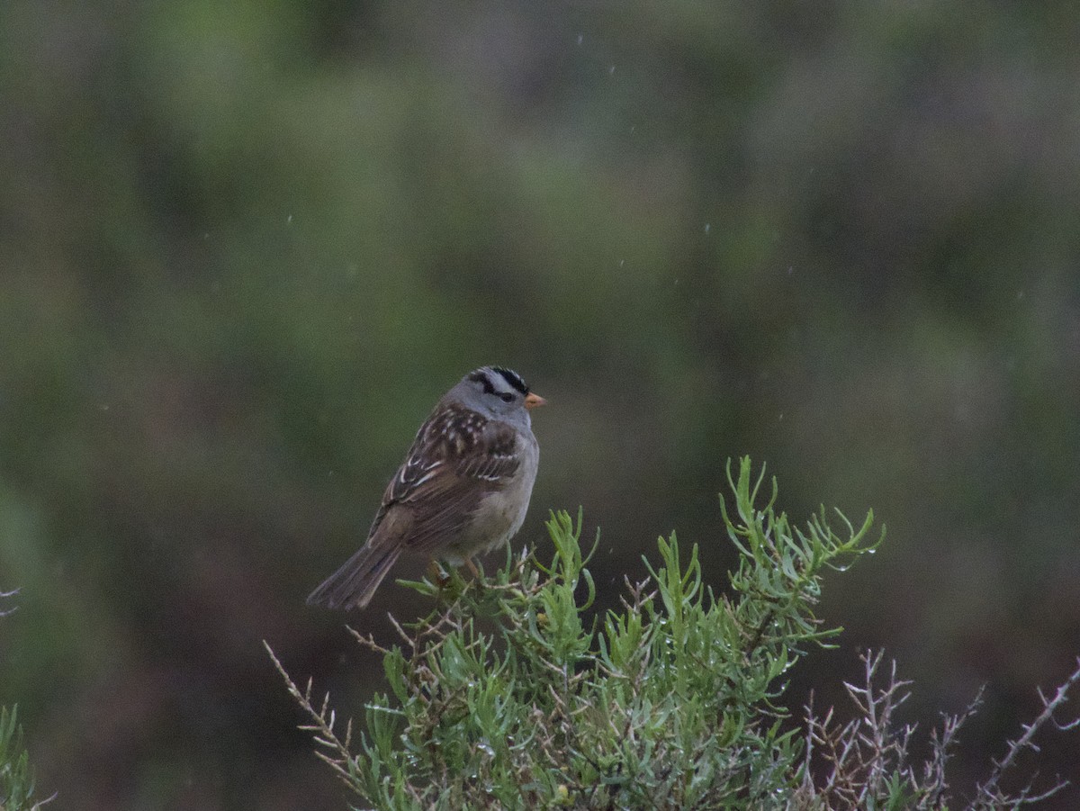 White-crowned Sparrow - ML618938806