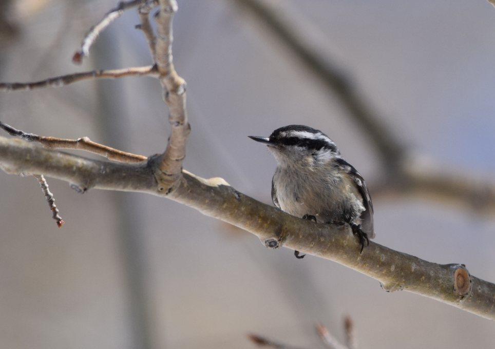 Red-breasted Nuthatch - ML618938820
