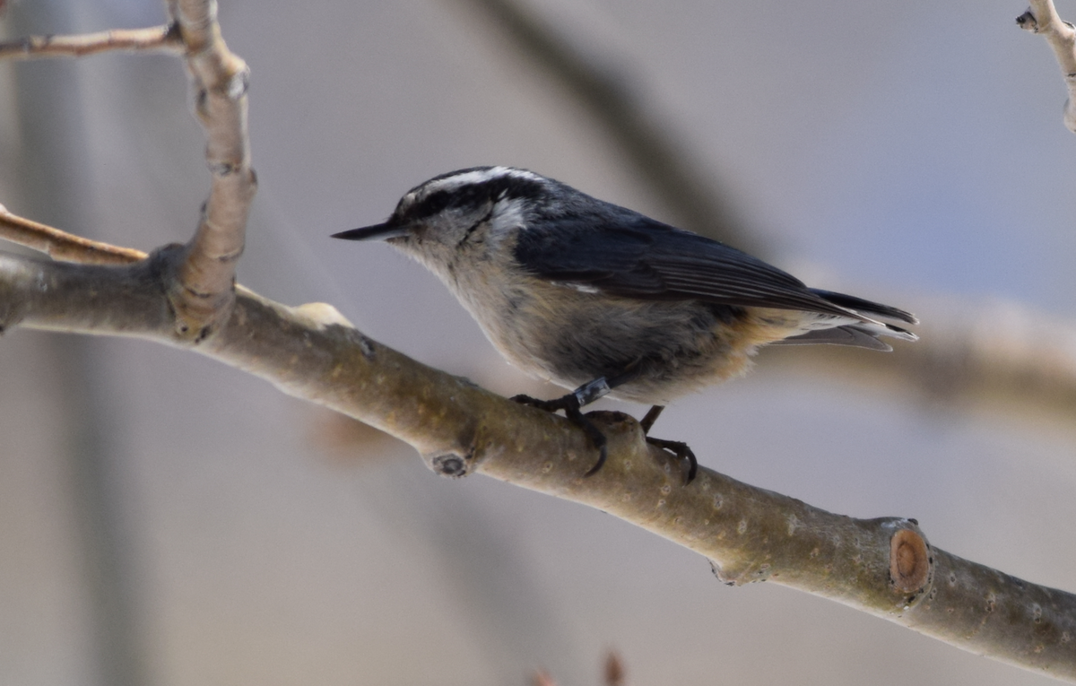 Red-breasted Nuthatch - ML618938844