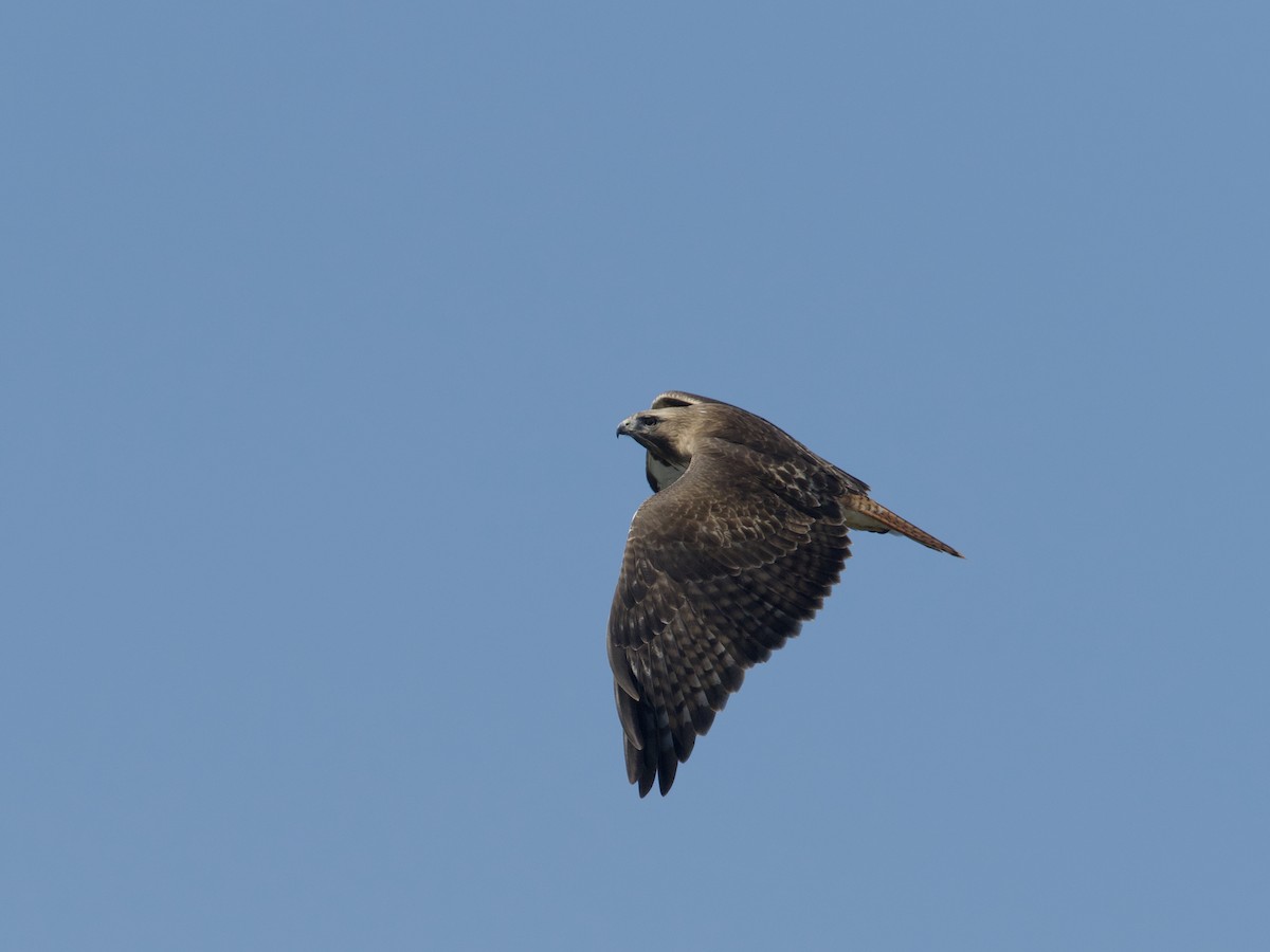 Red-tailed Hawk - ML618938846