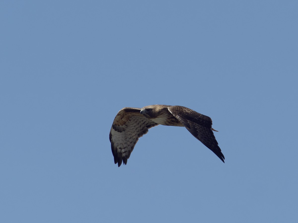 Red-tailed Hawk - ML618938866