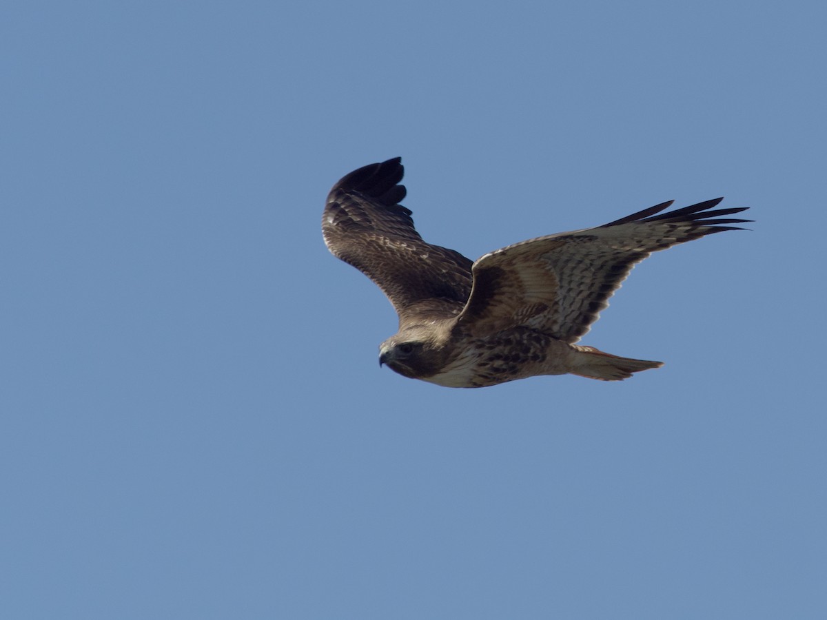 Red-tailed Hawk - ML618938877