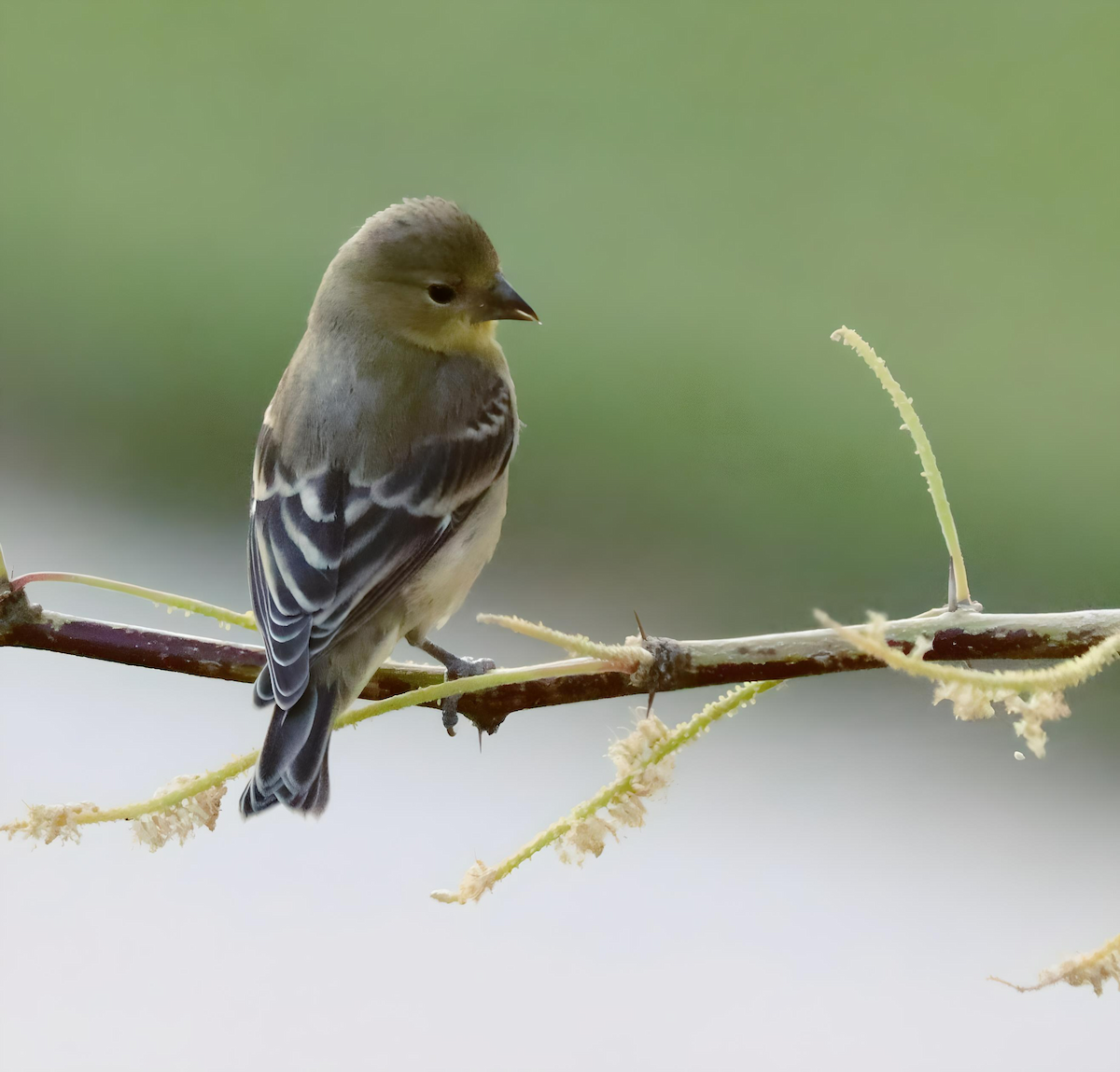 Lesser Goldfinch - Jennifer Broadwater