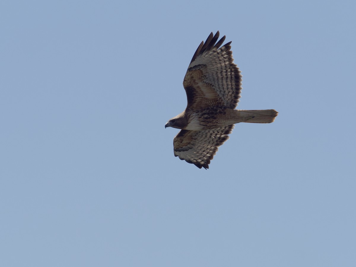 Red-tailed Hawk - ML618938885