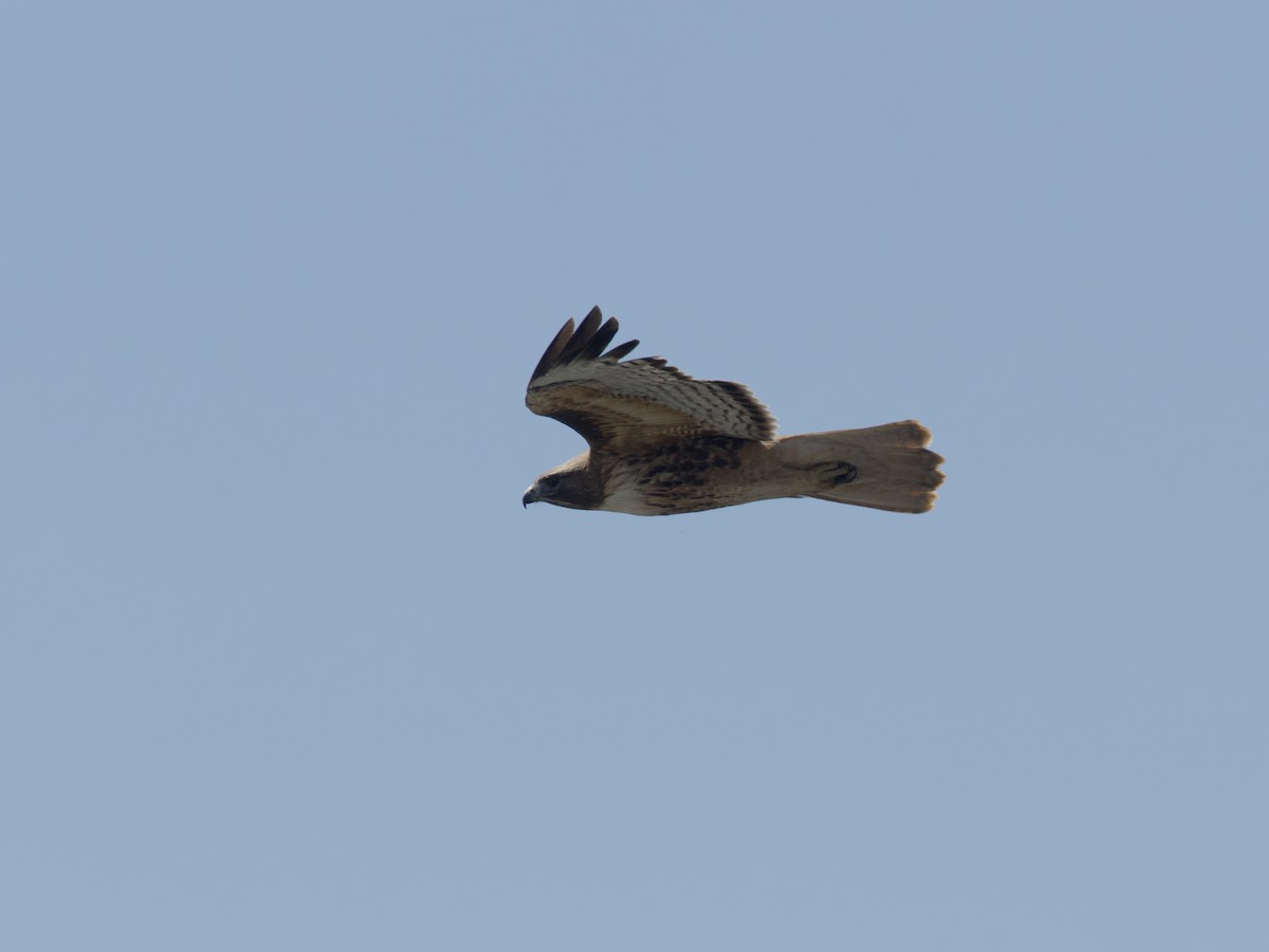 Red-tailed Hawk - ML618938888