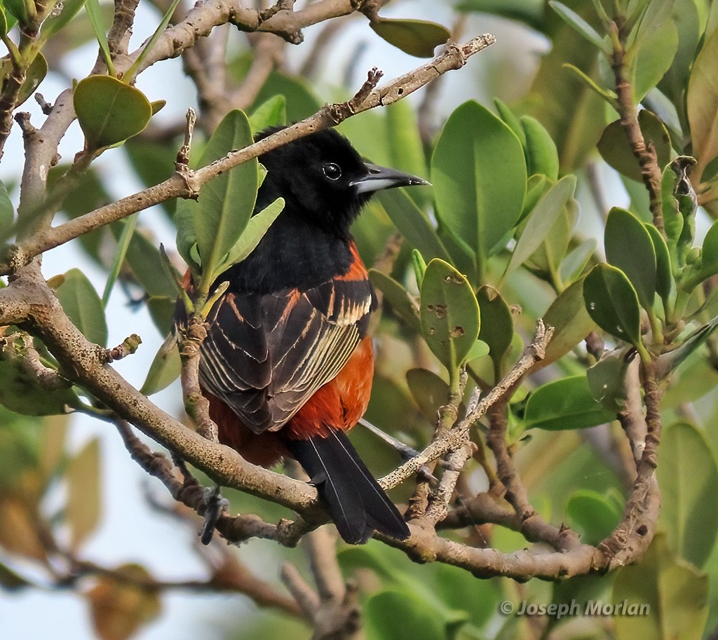 Orchard Oriole - ML618938905