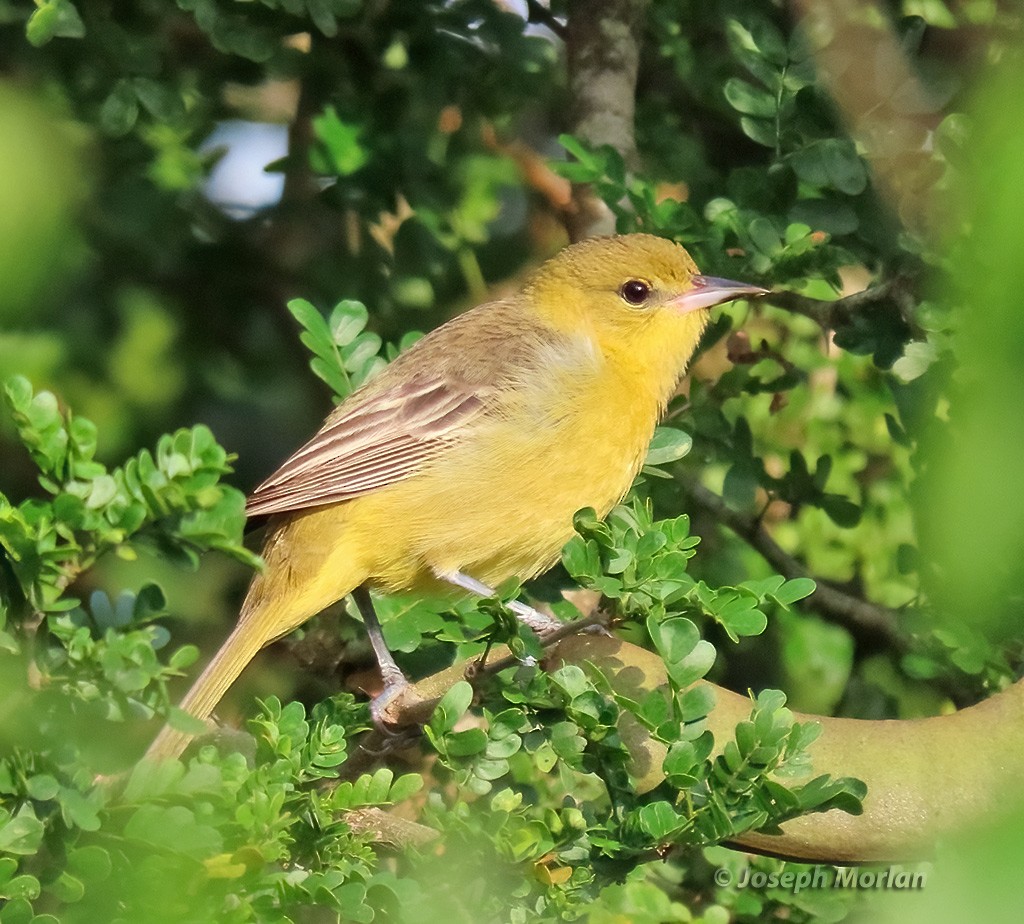 Orchard Oriole - ML618938906