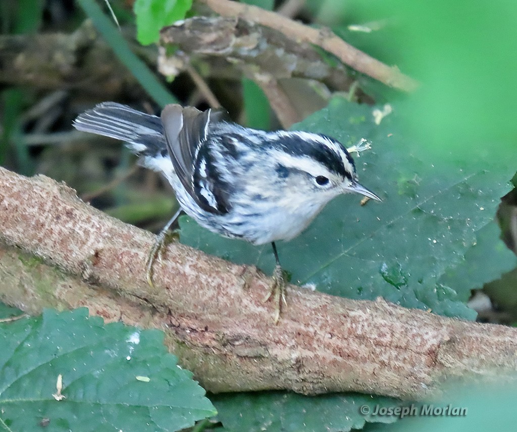 Black-and-white Warbler - ML618938967