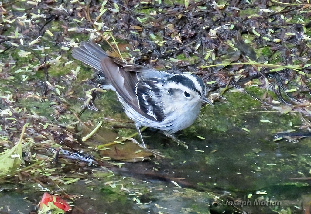 Black-and-white Warbler - ML618938968