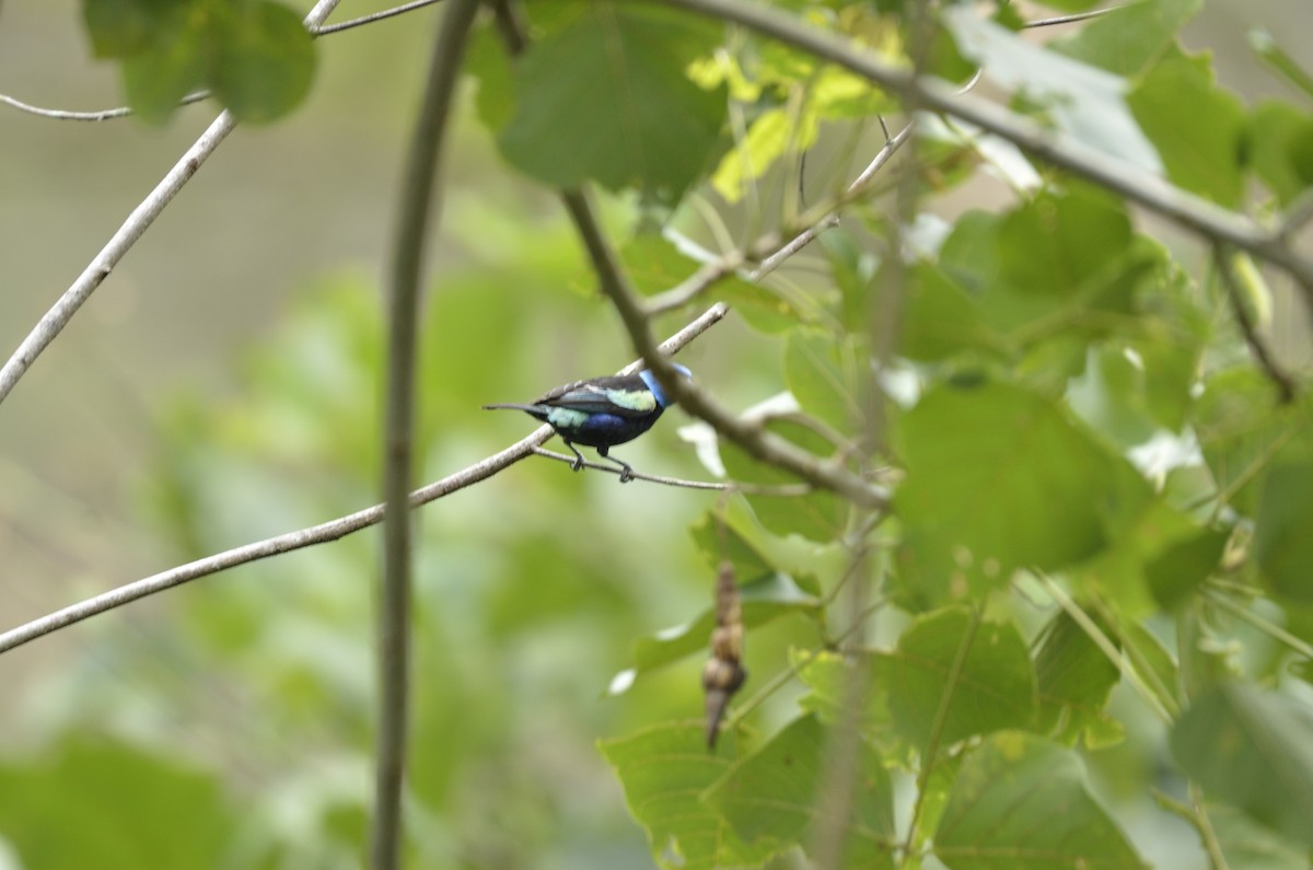 Blue-necked Tanager - ML618939005