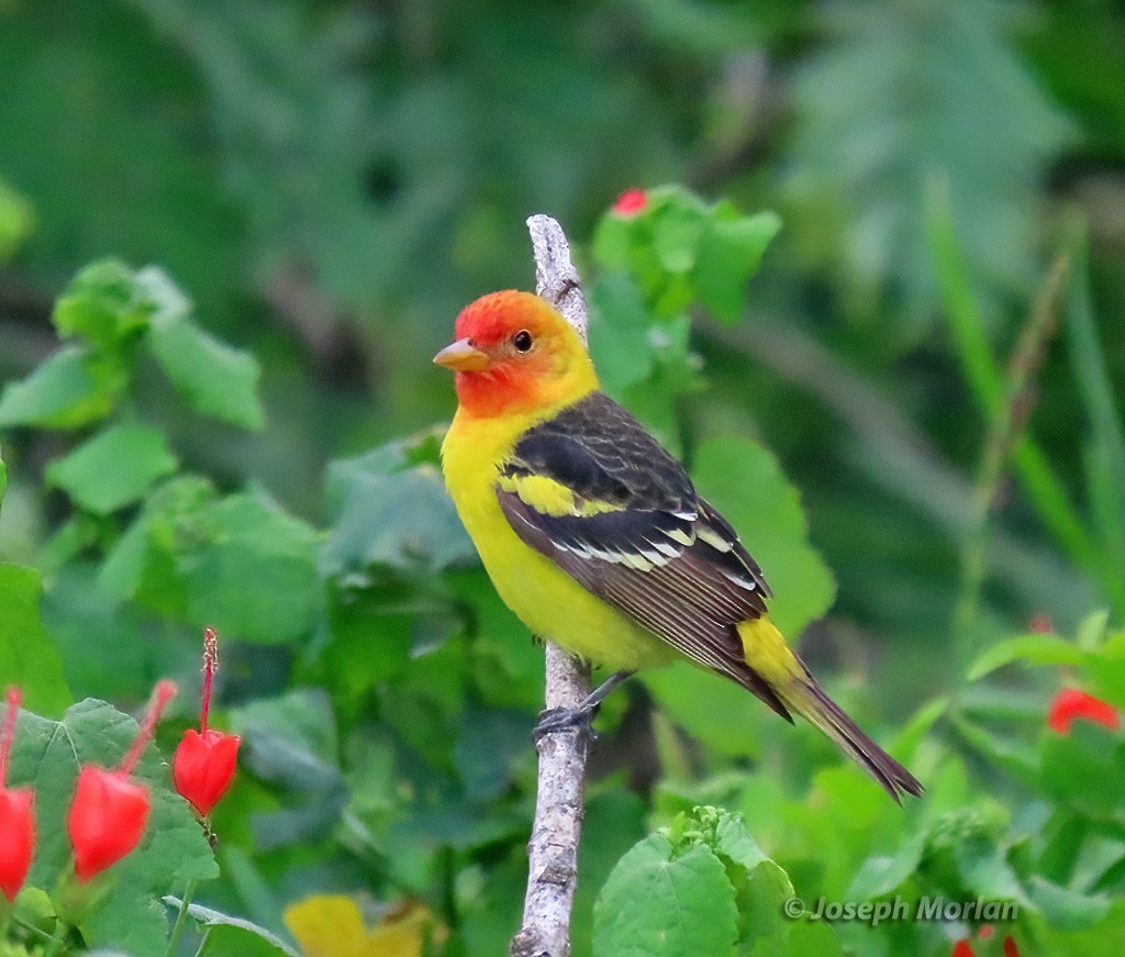 Western Tanager - ML618939051