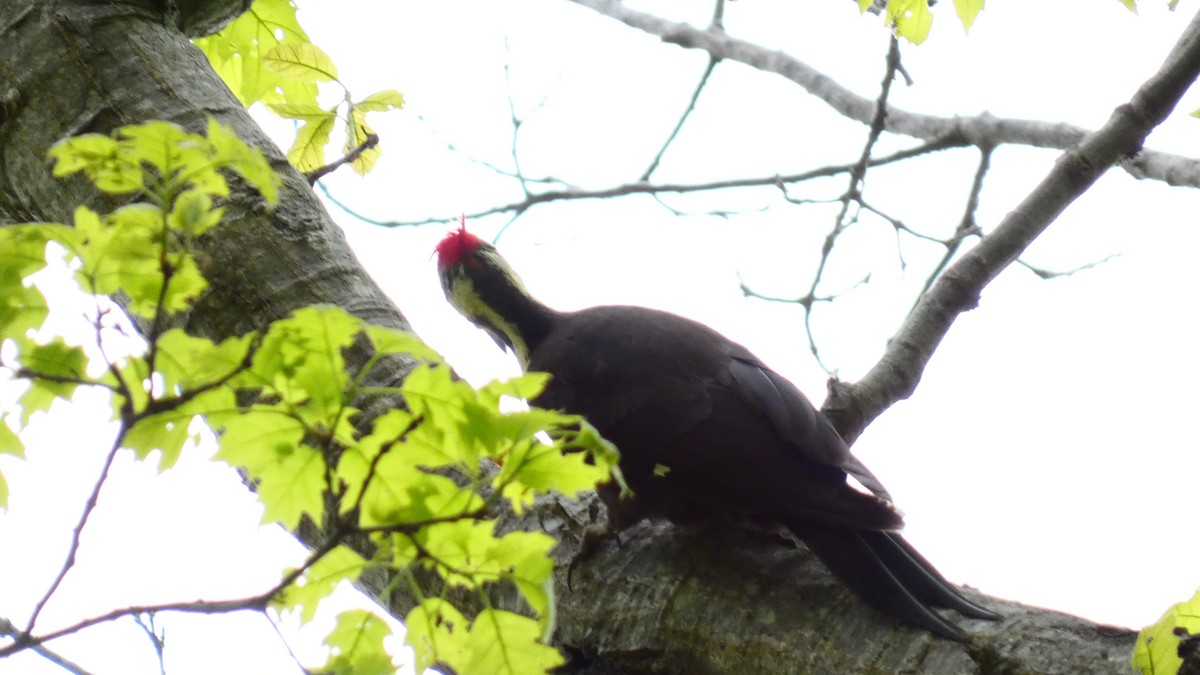 Pileated Woodpecker - Travis Schnell