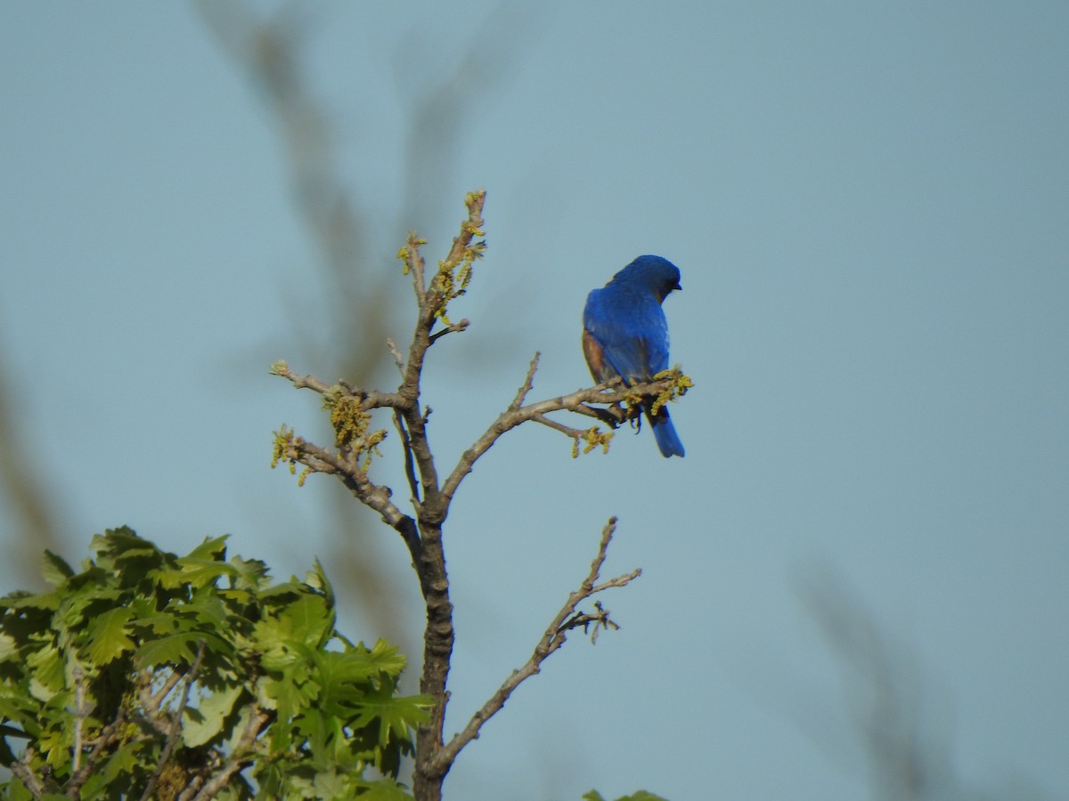 Eastern Bluebird - Liren Varghese