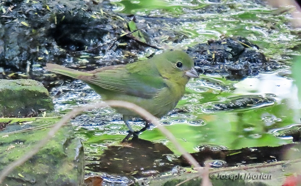 Painted Bunting - ML618939090