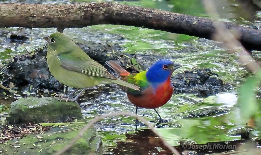 Painted Bunting - ML618939091