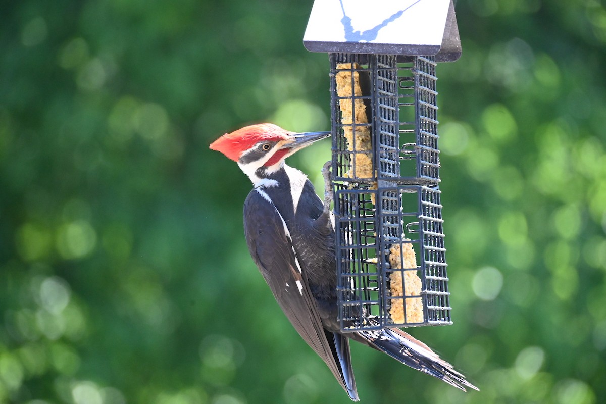 Pileated Woodpecker - Dale Barlow