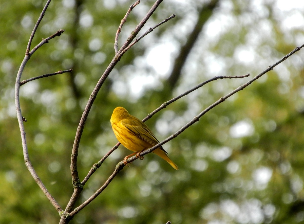 Yellow Warbler - Scot Russell