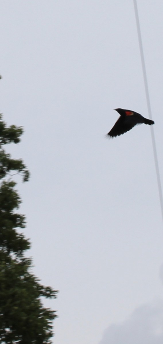 Red-winged Blackbird - ML618939141