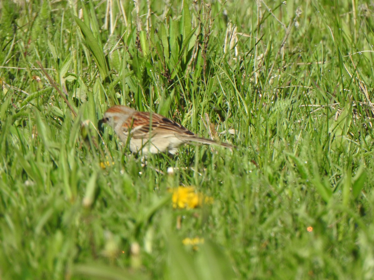 Field Sparrow - ML618939175