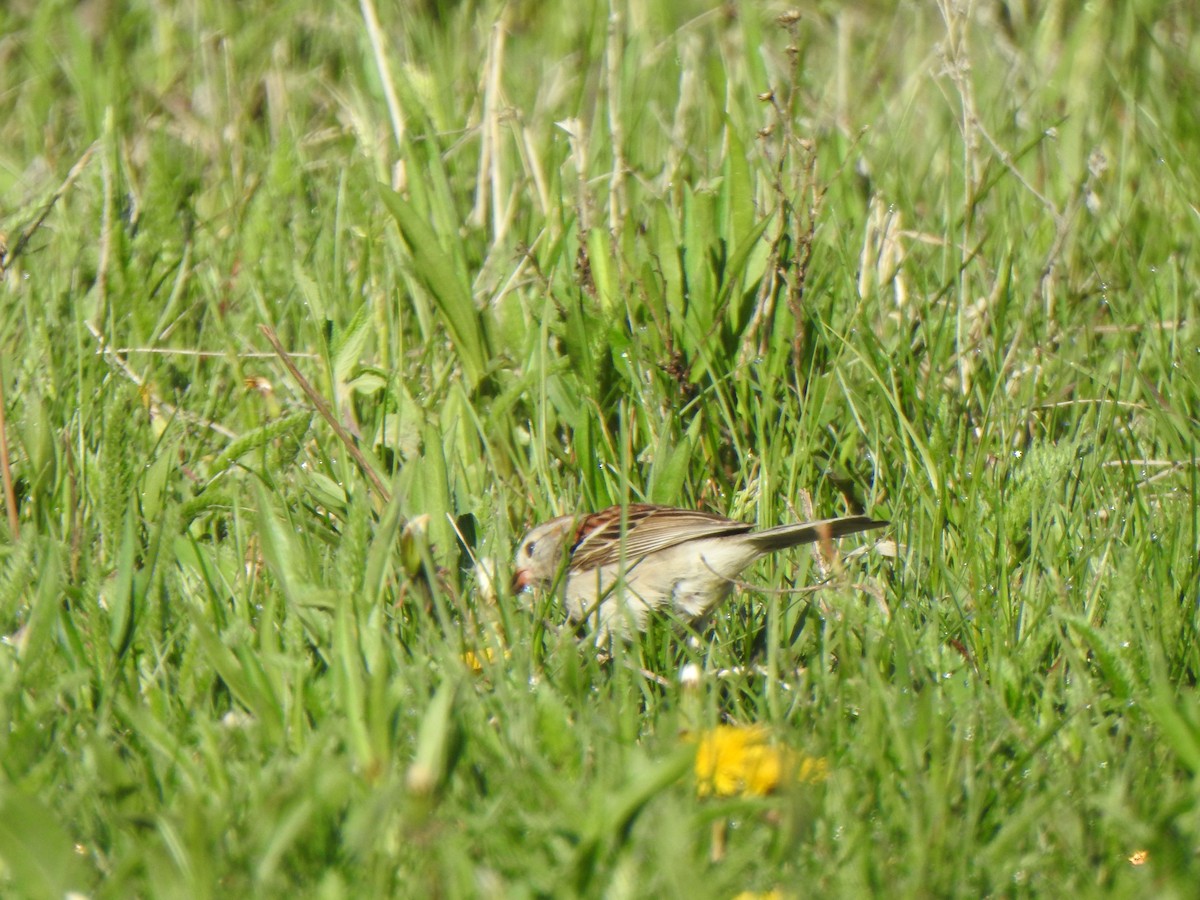 Field Sparrow - Liren Varghese