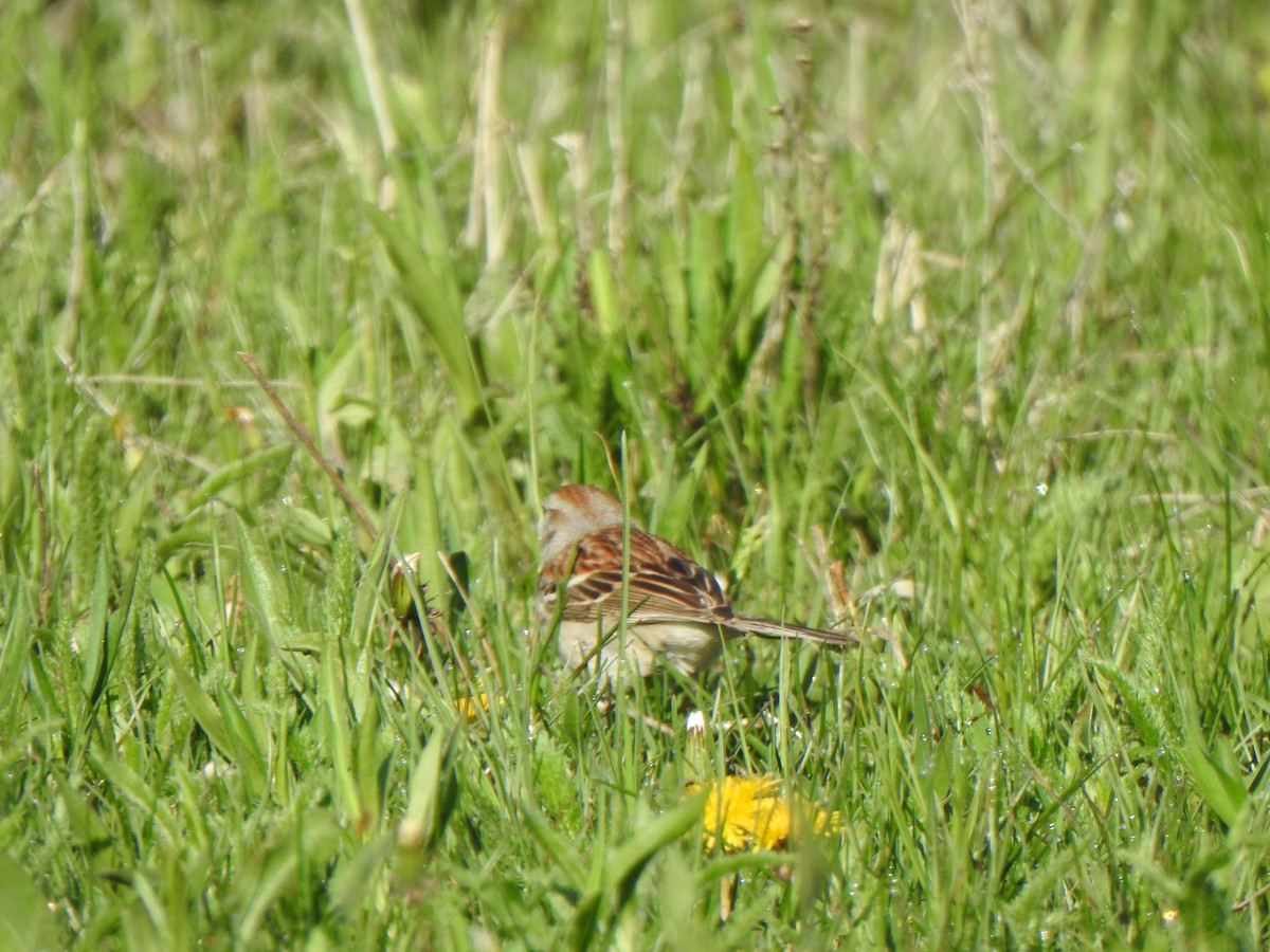 Field Sparrow - ML618939178