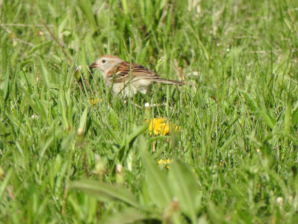 Field Sparrow - ML618939179