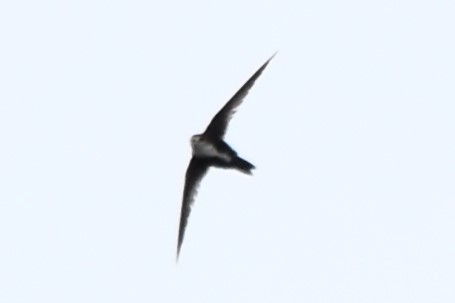 White-throated Swift - ML618939185