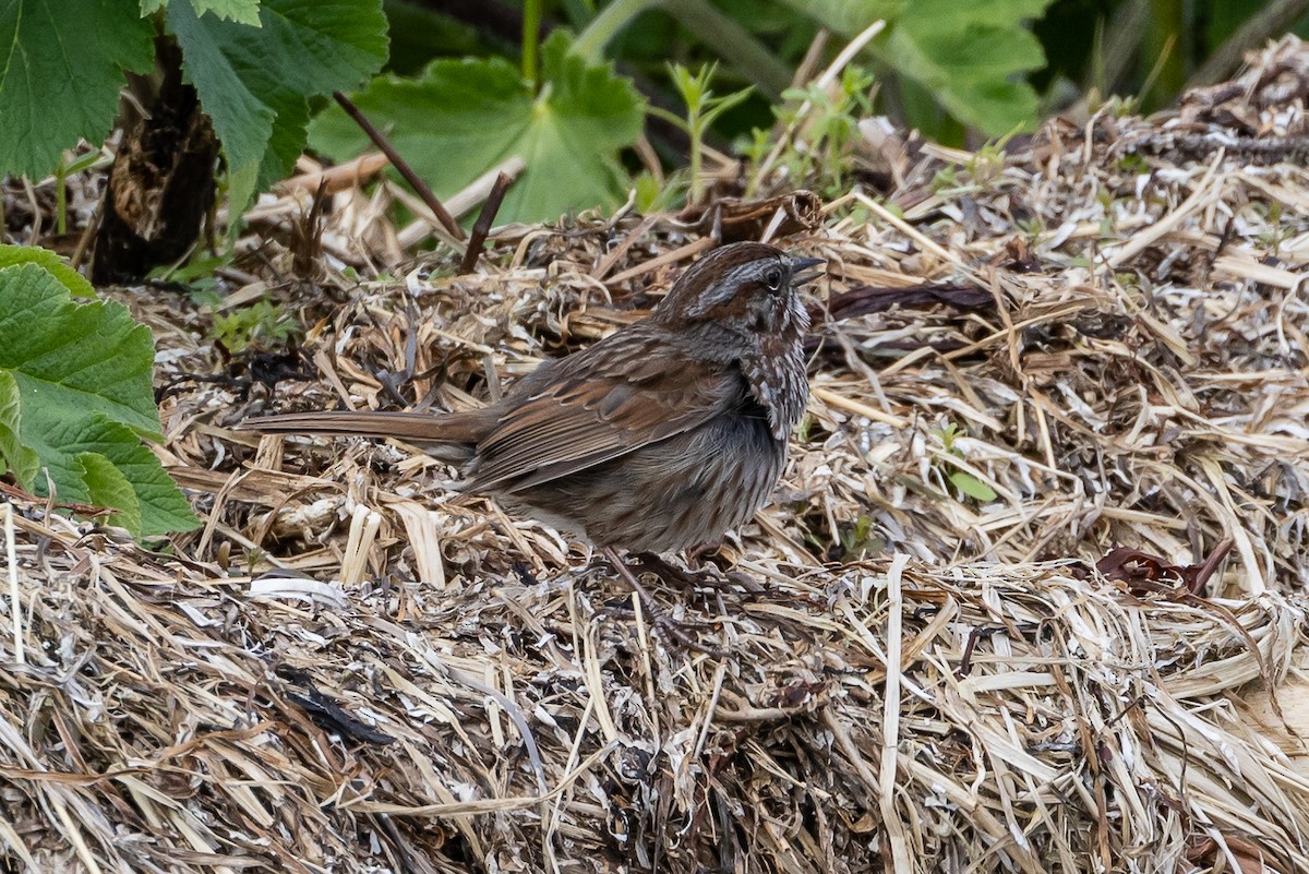 Song Sparrow - Denise Turley