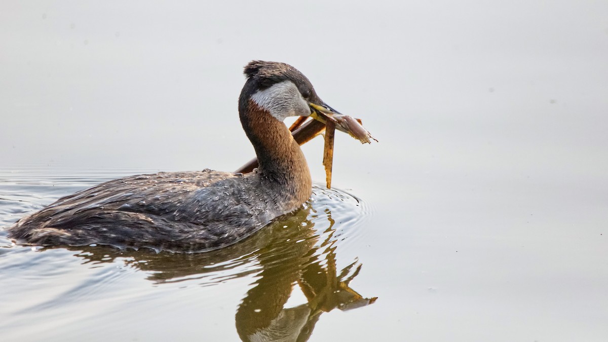Red-necked Grebe - ML618939214
