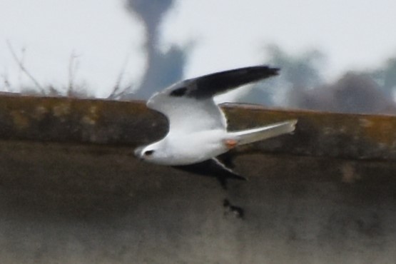 White-tailed Kite - ML618939223