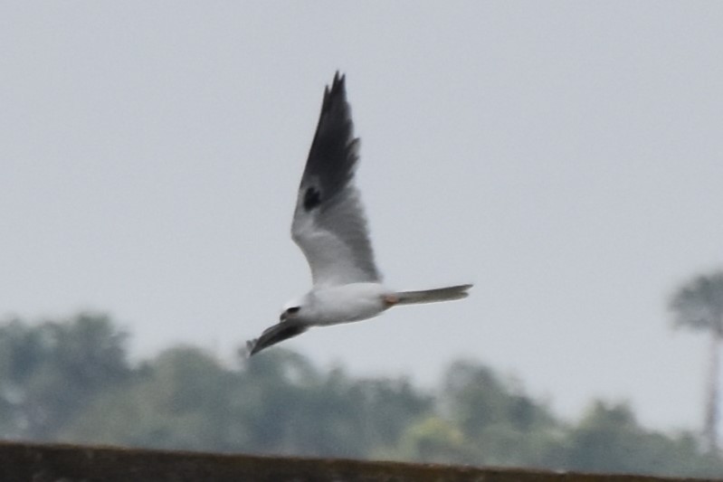 White-tailed Kite - ML618939225