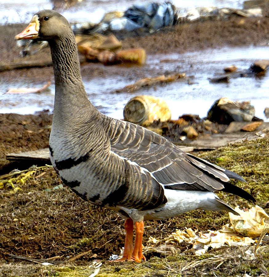 Greater White-fronted Goose - ML618939249