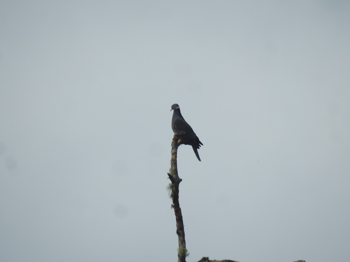 Band-tailed Pigeon - ML618939265