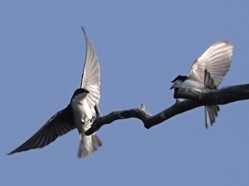 Tree Swallow - Mike Blancher