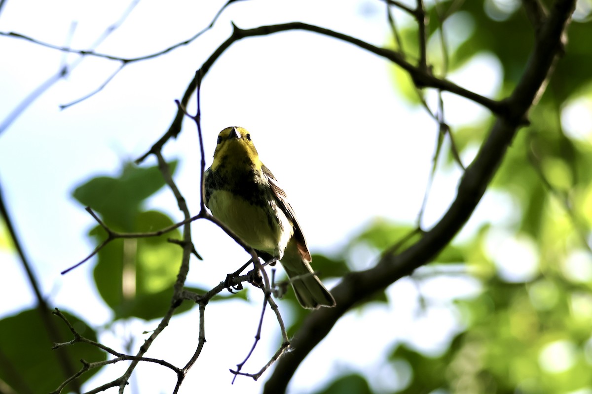 Black-throated Green Warbler - ML618939306